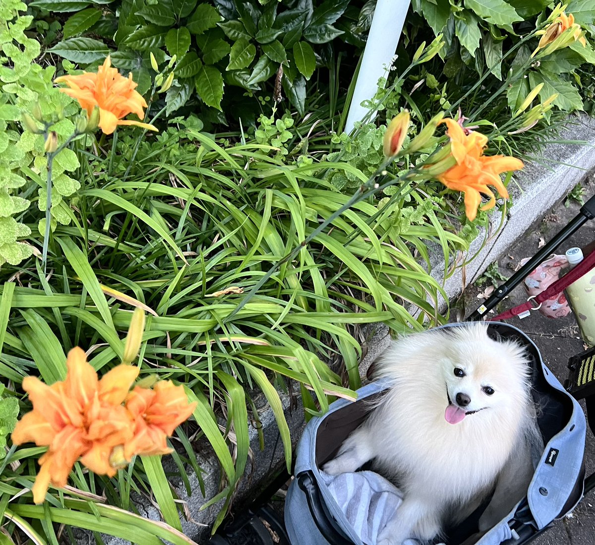 1年(平年365日の時）に於いて、暦上での折り返し日は
6月30日…が、『365』の半分『183』日目の
「1年の折り返し・真ん中の日」🗓️
からの、身体の真ん中「おヘソの日」
雷様に狙われない様に要注意きゅん⚡️🐶💦
📸おヘソを大地にくっ付けて、宇宙と交信🪐ﾋﾞﾋﾞﾋﾞ✨