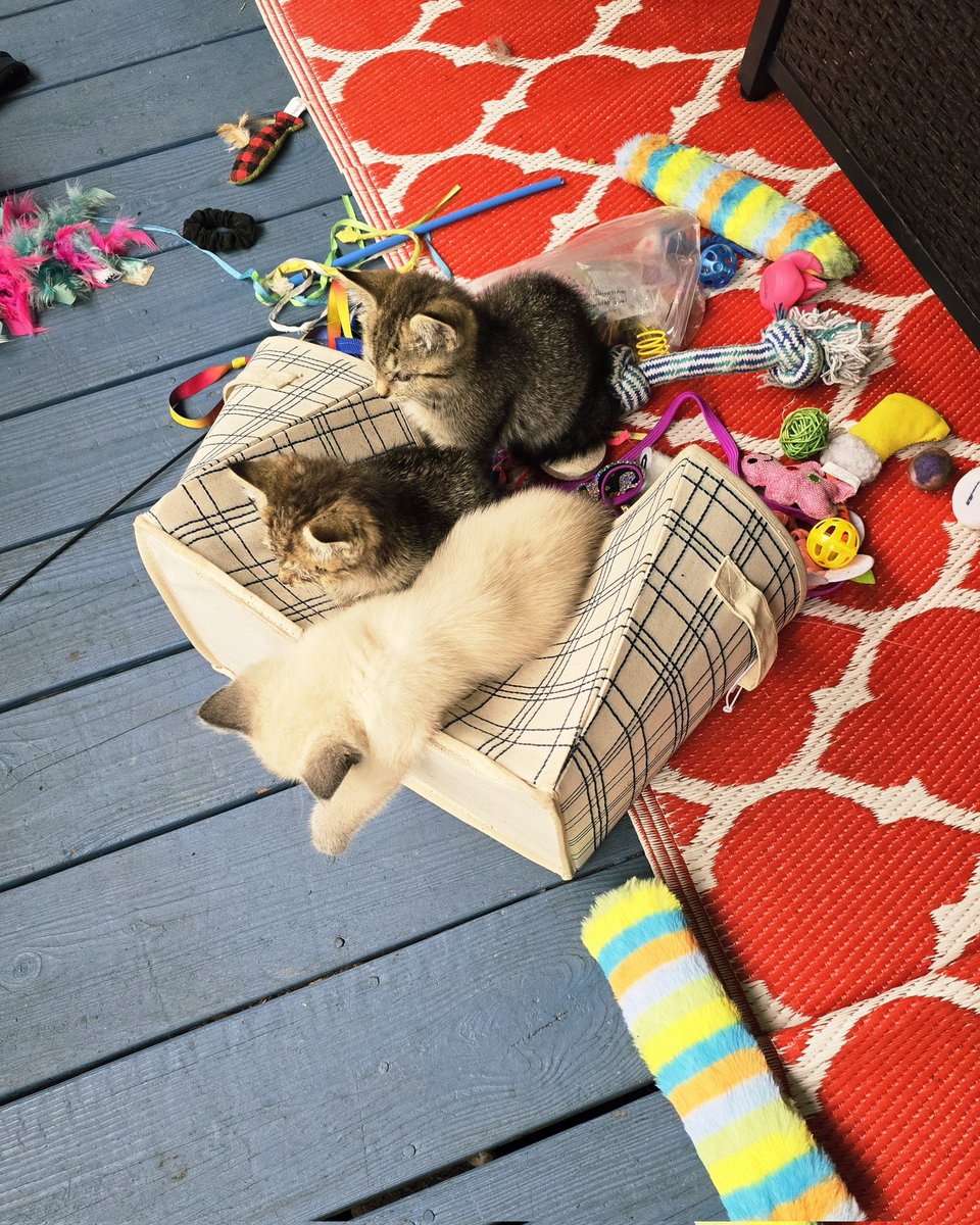 💜🍪Ratty the Cookie Witch🍪💙 tweet media