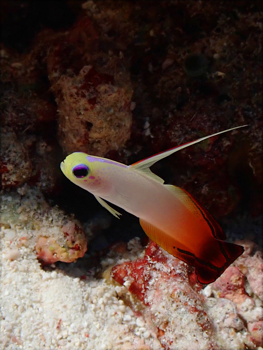 Nemateleotris magnifica. A beautiful fish, and very shy. Not easy to shoot. A preview of our book about the fish fauna of Tubbataha.