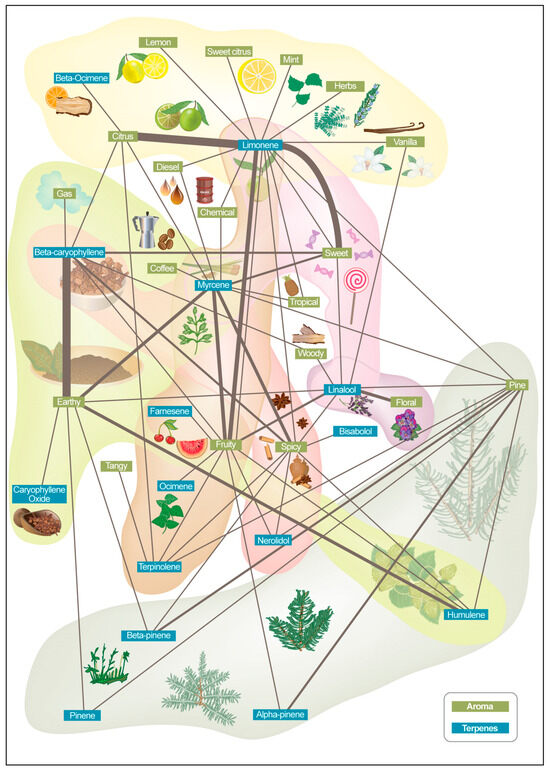 Exploring Aroma and Flavor Diversity in Cannabis sativa L.—A Review of Scientific Developments and Applications
mdpi.com/1420-3049/30/1…