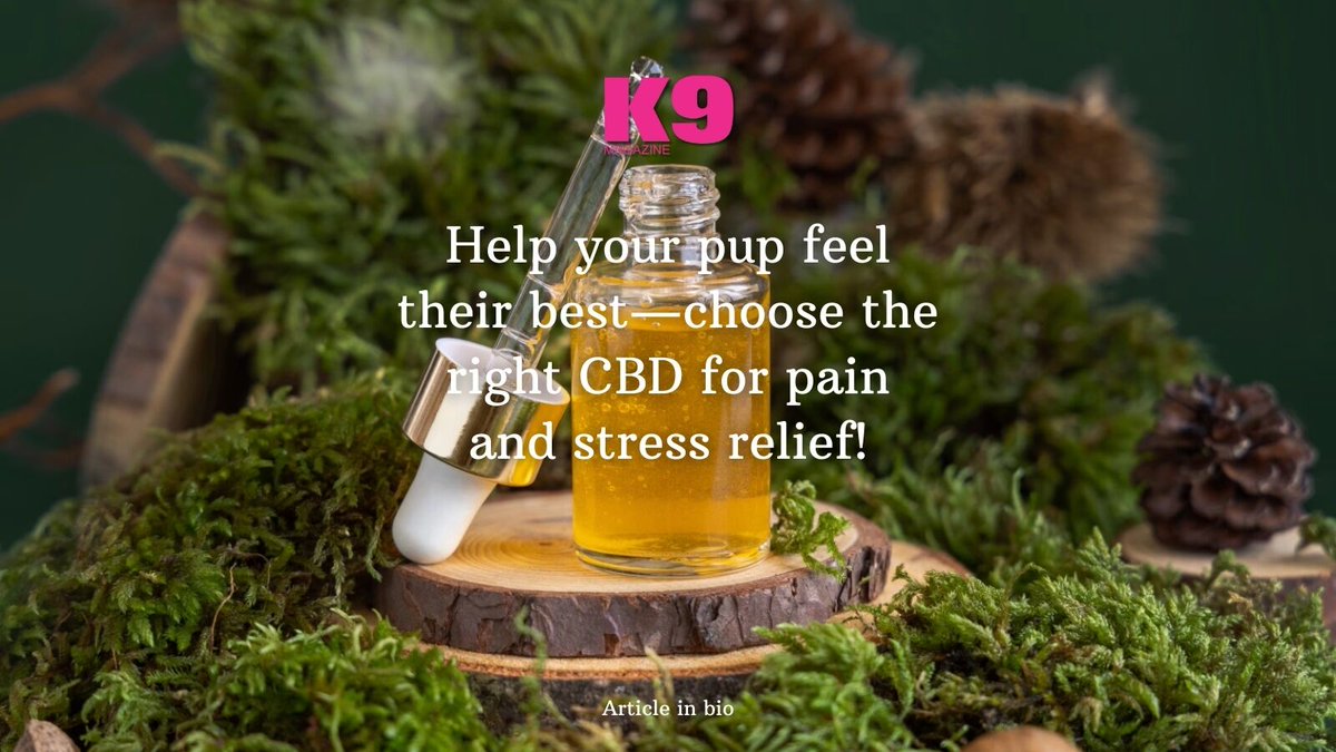 Is your dog struggling with pain or anxiety? 🐶💙 Find out how to choose the best CBD for dogs and give your pup the relief they deserve! #CBDforDogs #PetWellness #k9magazine
📖 Read more: k9magazine.com/choosing-the-b…