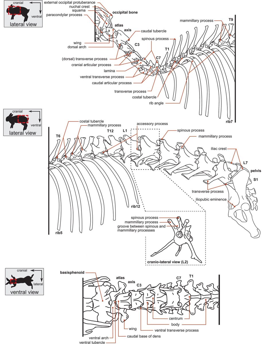 AnatRecord's tweet image. Despite rabbits being common lab models, their vertebral muscles were never fully described—until now. 54 muscles were mapped in wild rabbits & hares revealing key differences from other mammals &proposing leporid-specific terminology.
Taewcharoen et al: anatomypubs.onlinelibrary.wiley.com/doi/10.1002/ar…