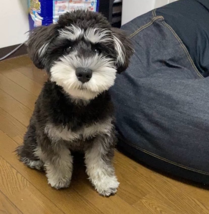 love_gohan_enji's tweet image. 女の子に間違われる犬🐶