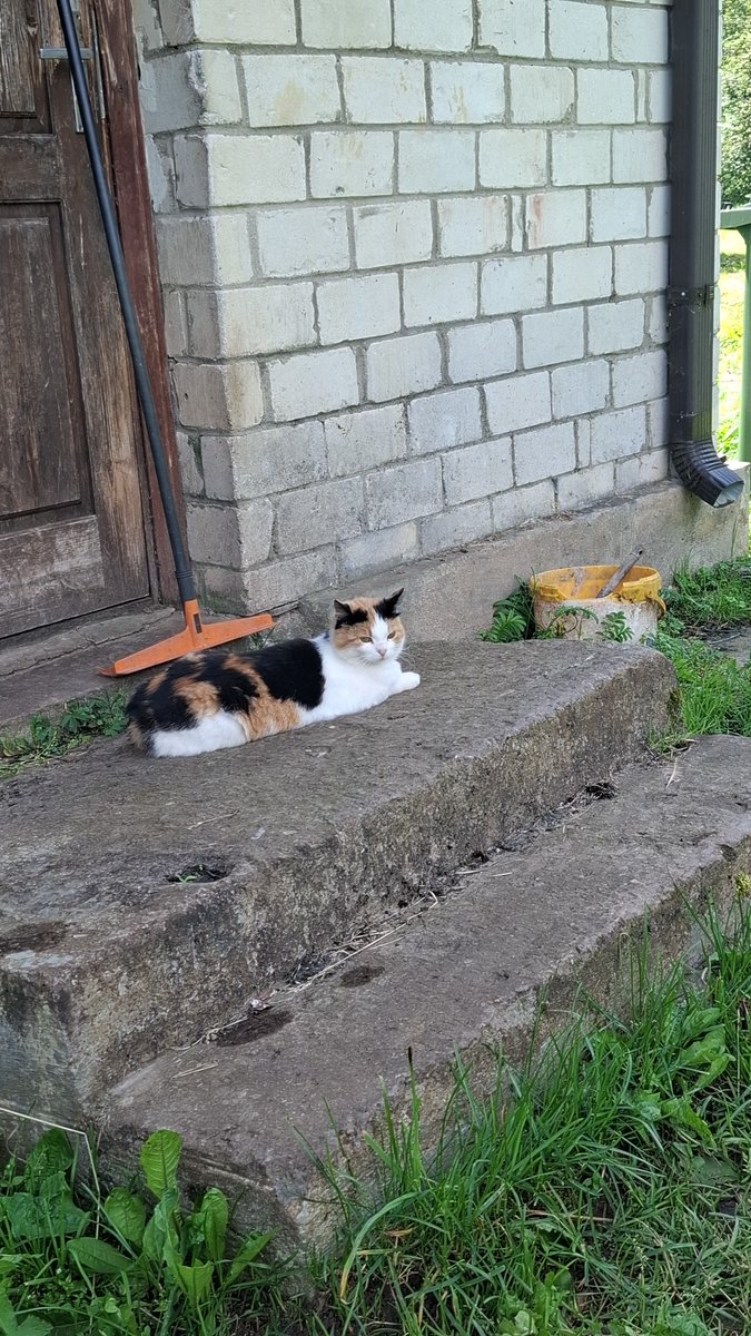 soundslikelight's tweet photo. Yesterday I went to grandmas and we were chilling outside and watching the chickens(as always) and the most beautiful of the pack of strays came to chill with us! This is the closest I have ever been to her as she is scared of everyone🖤🖤🖤 https://t.co/golkKOhxsG