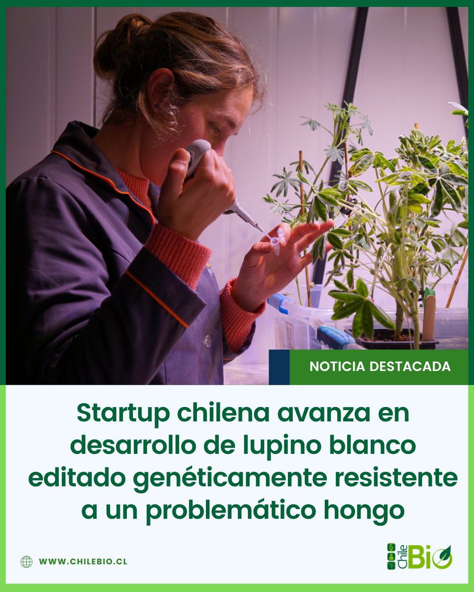 Neocrop Technologies aplica su plataforma de mejoramiento genético para crear lupino blanco resistente a antracnosis (limitante global). Con más proteína que la #soja, este súper-alimento potenciará la industria plant-based y la #acuicultura sostenible.

bit.ly/4nqTO35
