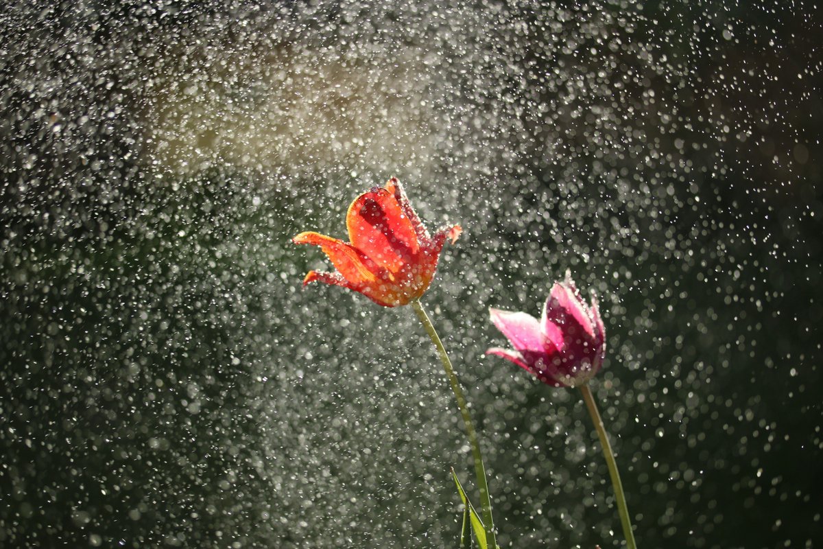 💧Bij hevige regen raakt het riool soms overbelast. Zonde, want regenwater kun je slim hergebruiken. Leer hoe tijdens de gratis workshop ‘Afkoppelen regenwater’ van Energieloket Zeewolde.
10 juli | 19:00 | Open Haven
👉 Aanmelden: energieloketflevoland.nl/zeewolde/works…
#Energieloketzeewolde