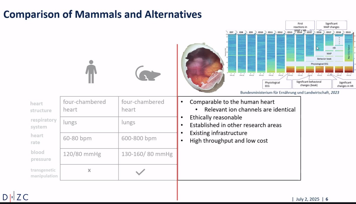 BaselDec's tweet image. Judith Rees on an alternative model for hearth cardiac diastolic dysfunction, a progress report #ART2025 #3Rs #NAMs