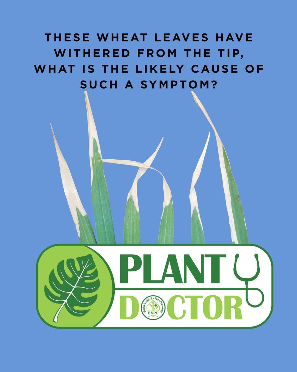 BS_PP's tweet image. These wheat leaves have withered from the tip, what’s the likely cause?
A. Bacterial infection
B. Insect larvae in the stem
C. Abiotic scorch
D. Nutrient deficiency
Think you know?
Explore more #plantdoctorquiz on our website buff.ly/OLhys0X