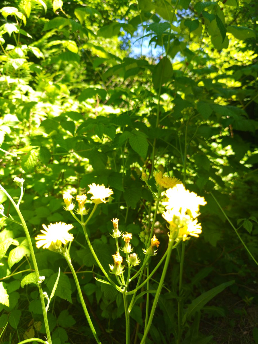 GGanszczyk's tweet image. Heat! ☀️💛 #HotSummer #july2nd  #SummerVibes #Flowers #NaturePhotography