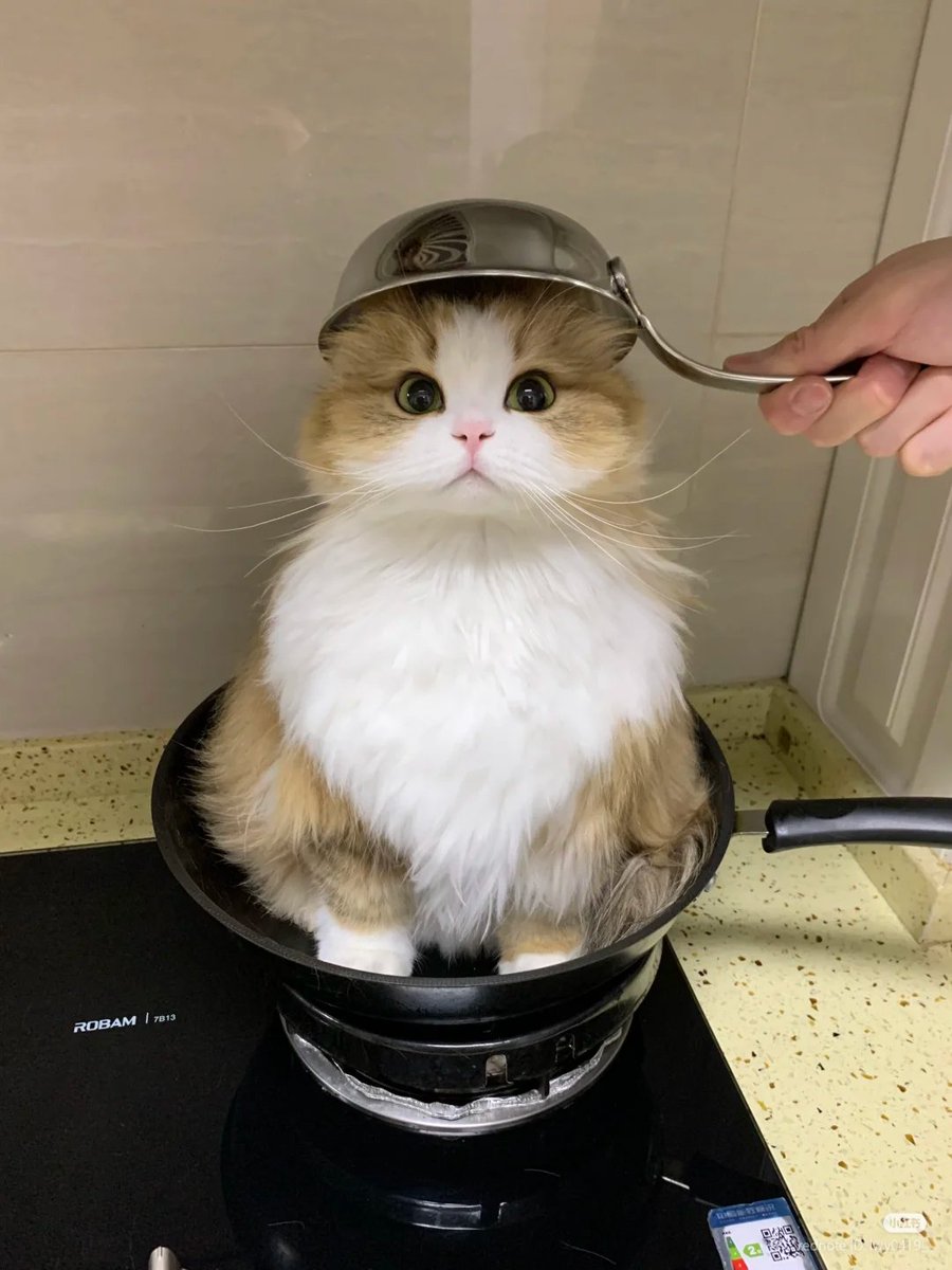 No Context Cats tweet media