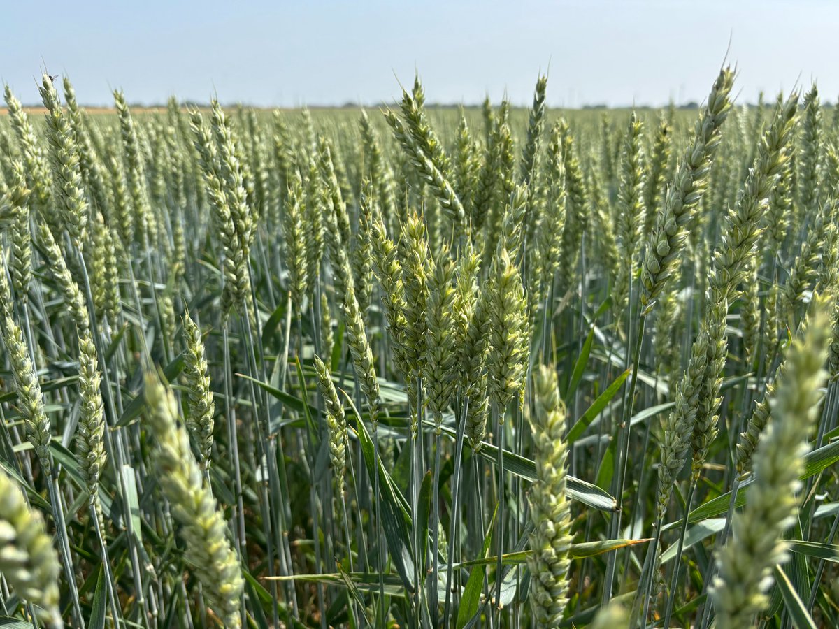 Agrodistribution (@agrodist) on Twitter photo Hectares sains : <a href="/Bayer_FR/">Bayer France</a> déploie son offre Prediview
agrodistribution.fr/bayer-division… Hectares sains : <a href="/Bayer_FR/">Bayer France</a> déploie son offre Prediview
agrodistribution.fr/bayer-division…
