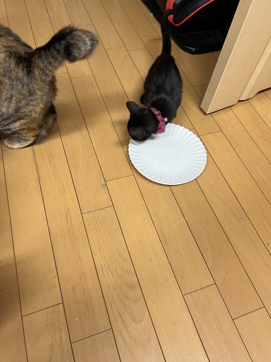 teutoclutch's tweet photo. 改めてまして、本日キジトラのフェイさんが7歳になりました✨
大きな病気をすることもなく、ここまできてくれました☺️
私の目覚まし猫になってくれる不思議な猫様でもあります。
これからも元気で過ごしてね💕︎ https://t.co/INKAnSxsie