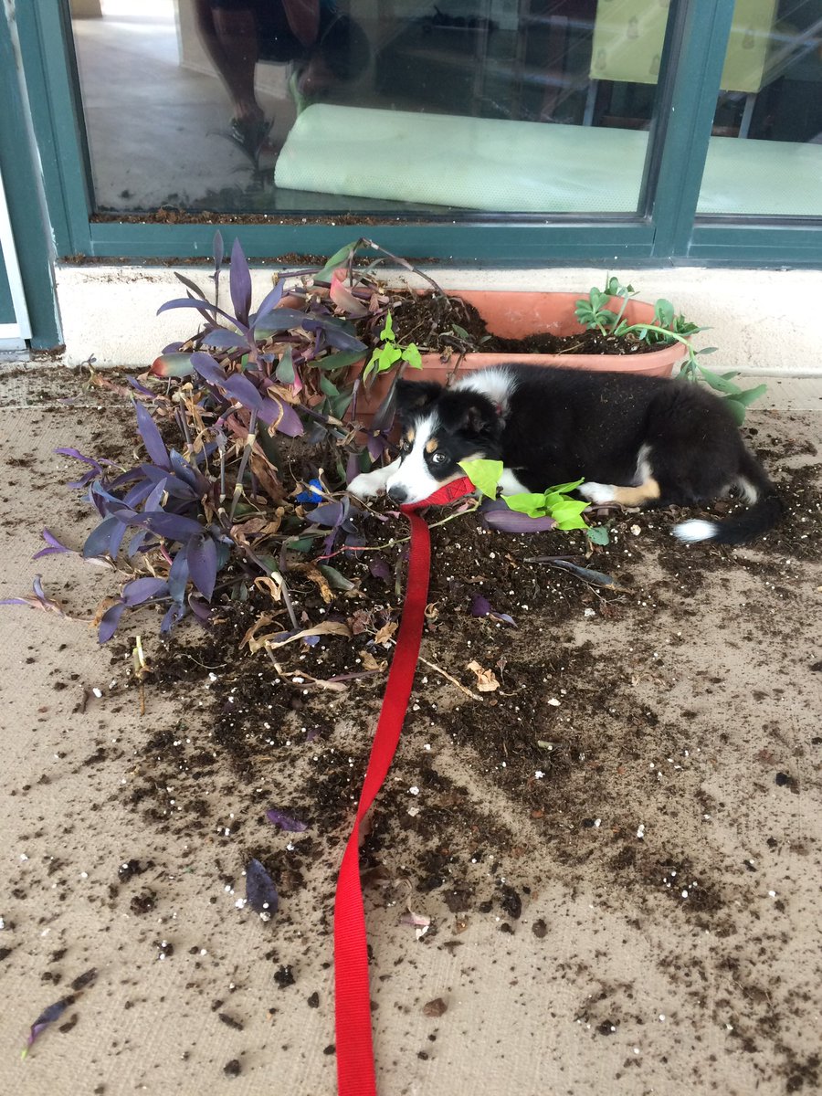 BlockDoc2003's tweet photo. @Mattisamazing33 Ahhh, the joys of having a puppy….. here is one of Mia’s bad puppy moments… guess she didn’t like that plant https://t.co/Su4eRRJtPL