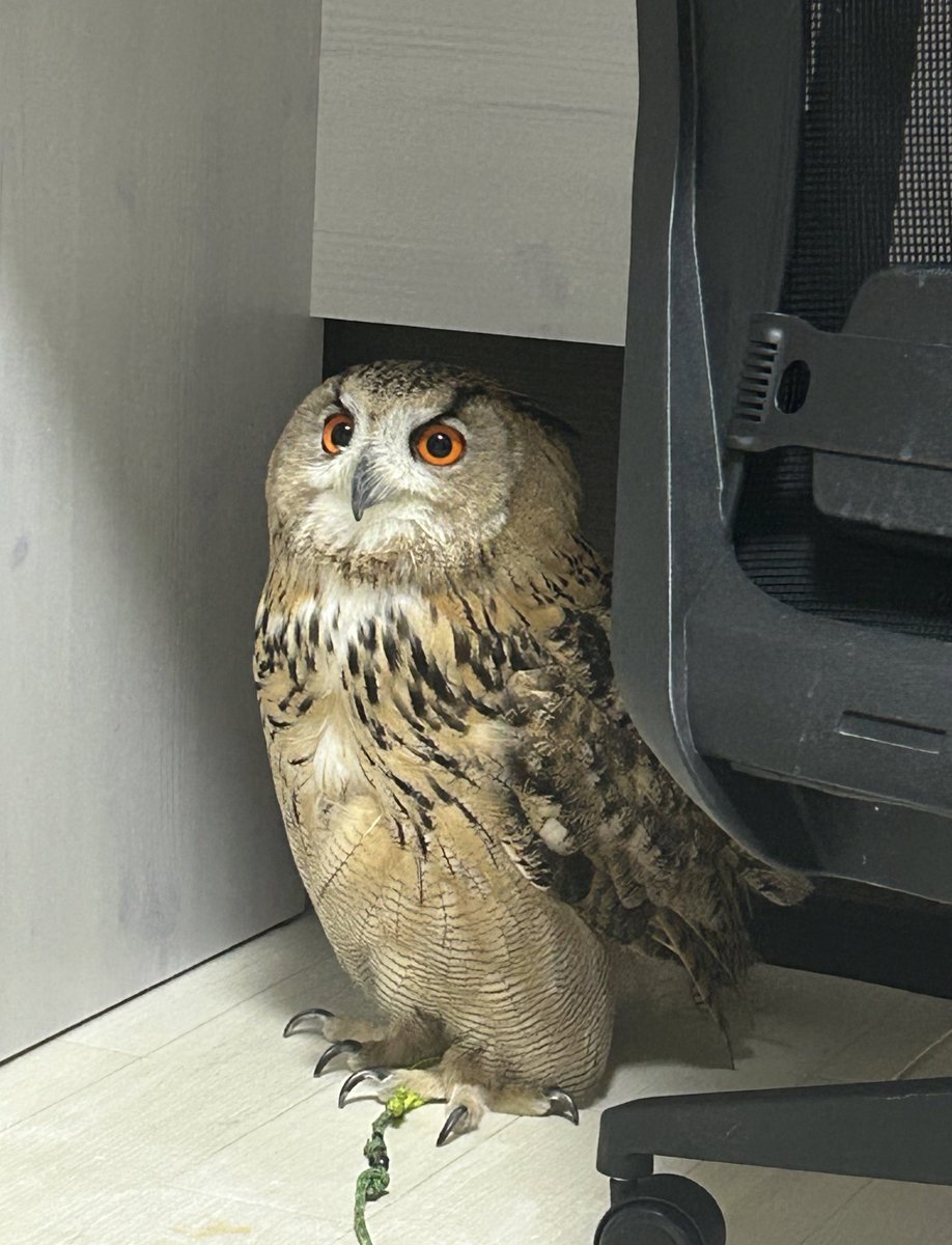 IrtBii's tweet image. 🦉