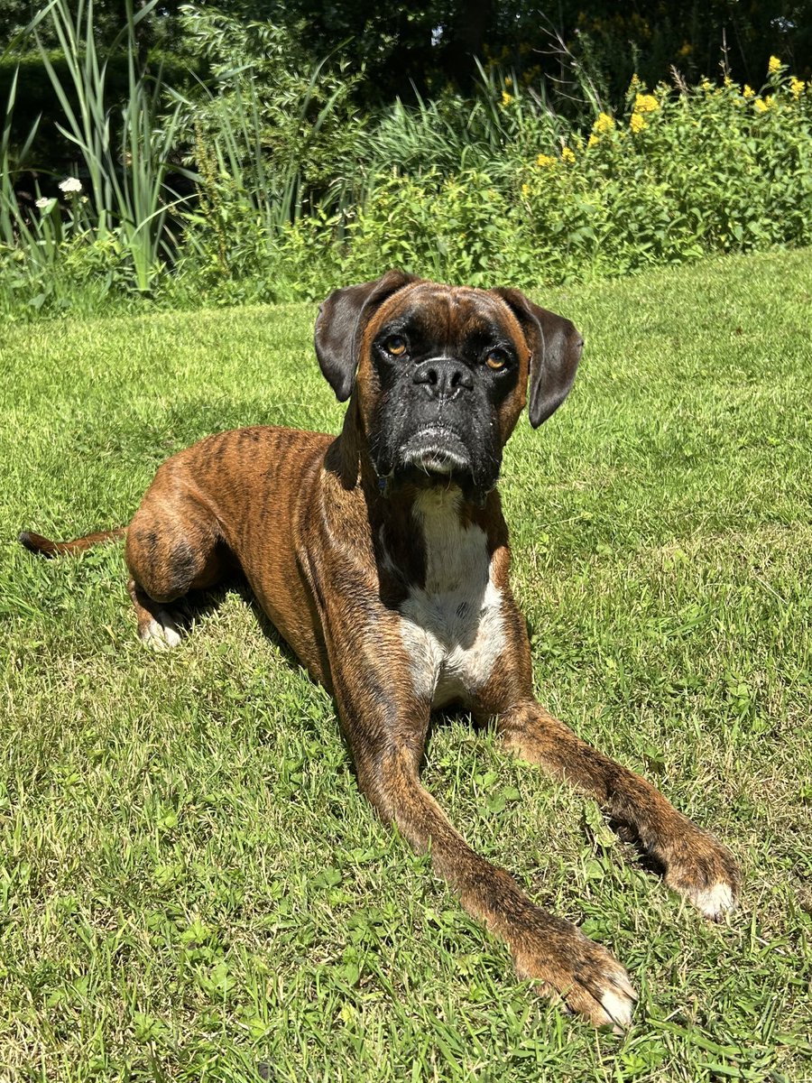BecksBoxer's tweet image. Pond dipping and bathing in the sun. It鈥檚 a dog鈥檚 life 馃悤馃彺鬆仹鬆仮鬆伋鬆仯鬆伌鬆伩