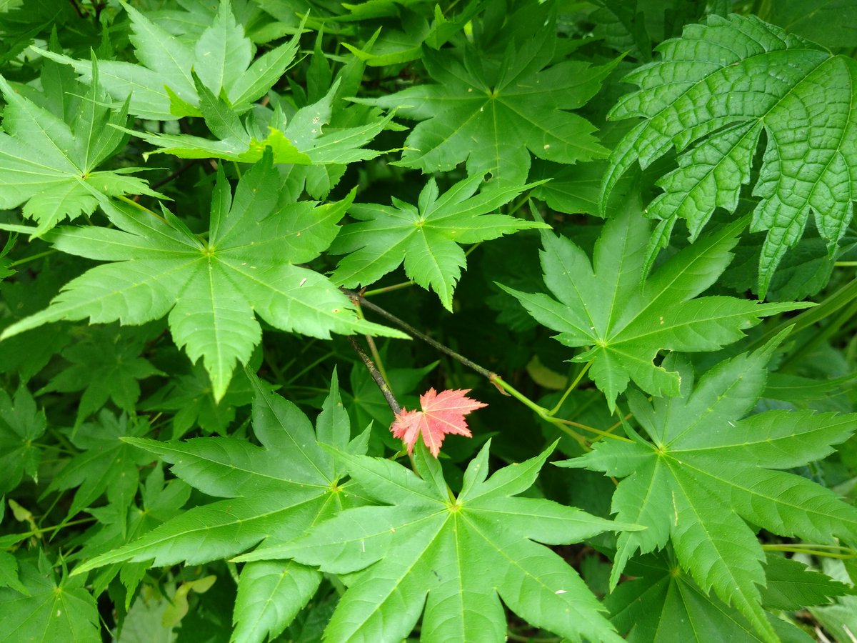 夏もまだだけど秋を見つけた