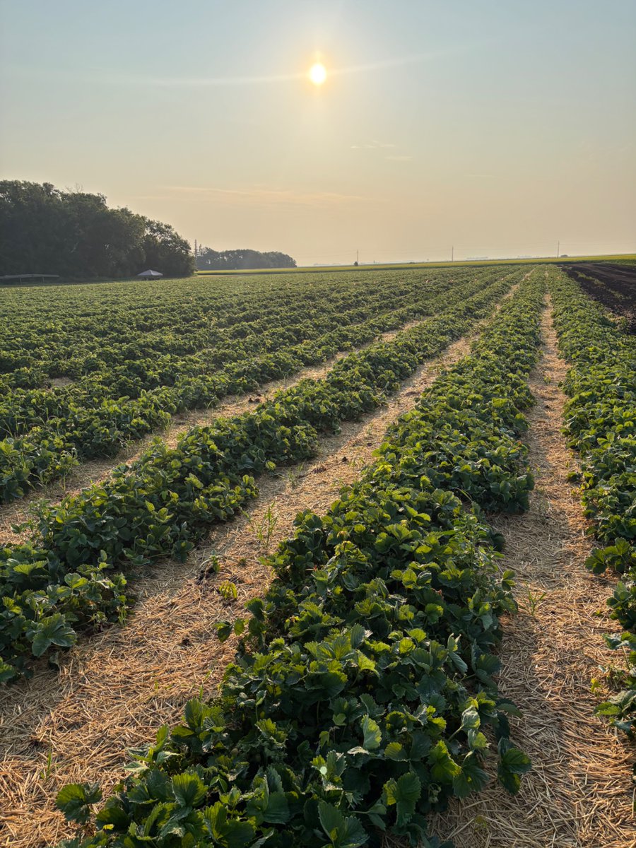 Beauty 1/2” this week will keep the berries happy. Busy day yesterday, closed today to let them ripen. Shaping up to be a good season.