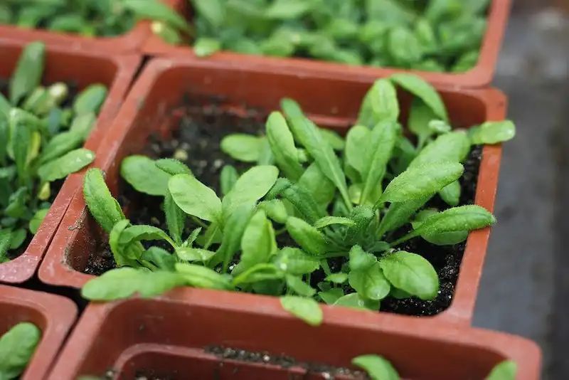 GlobalPlantGPC's tweet photo. Metabolic engineering to increase the nutritional value of crops https://t.co/LBjGzX3tRg  @CdCienciaUV @BIOTECMED #PlantScience https://t.co/LIXcmj619x