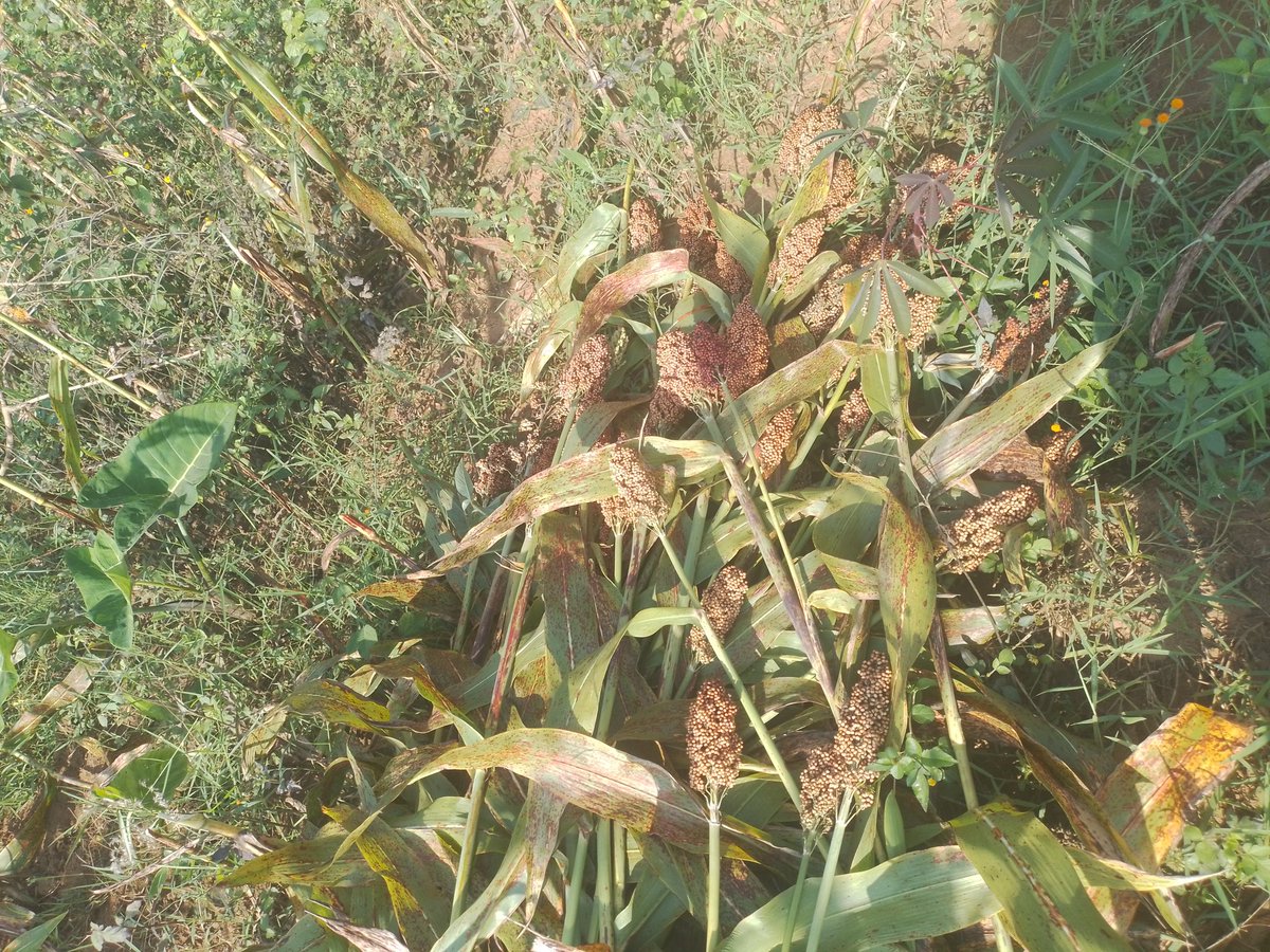 hakpaul1's tweet image. Iwacu ubu amasaka areze mwebwe iwanyu heze iki? 
#WeForChange 
#WeAreAgriPeak