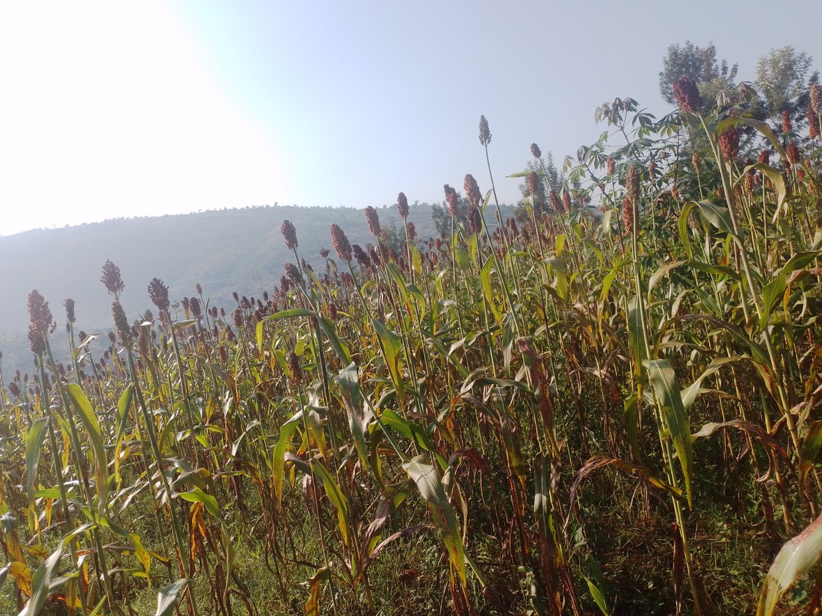 hakpaul1's tweet image. Iwacu ubu amasaka areze mwebwe iwanyu heze iki? 
#WeForChange 
#WeAreAgriPeak