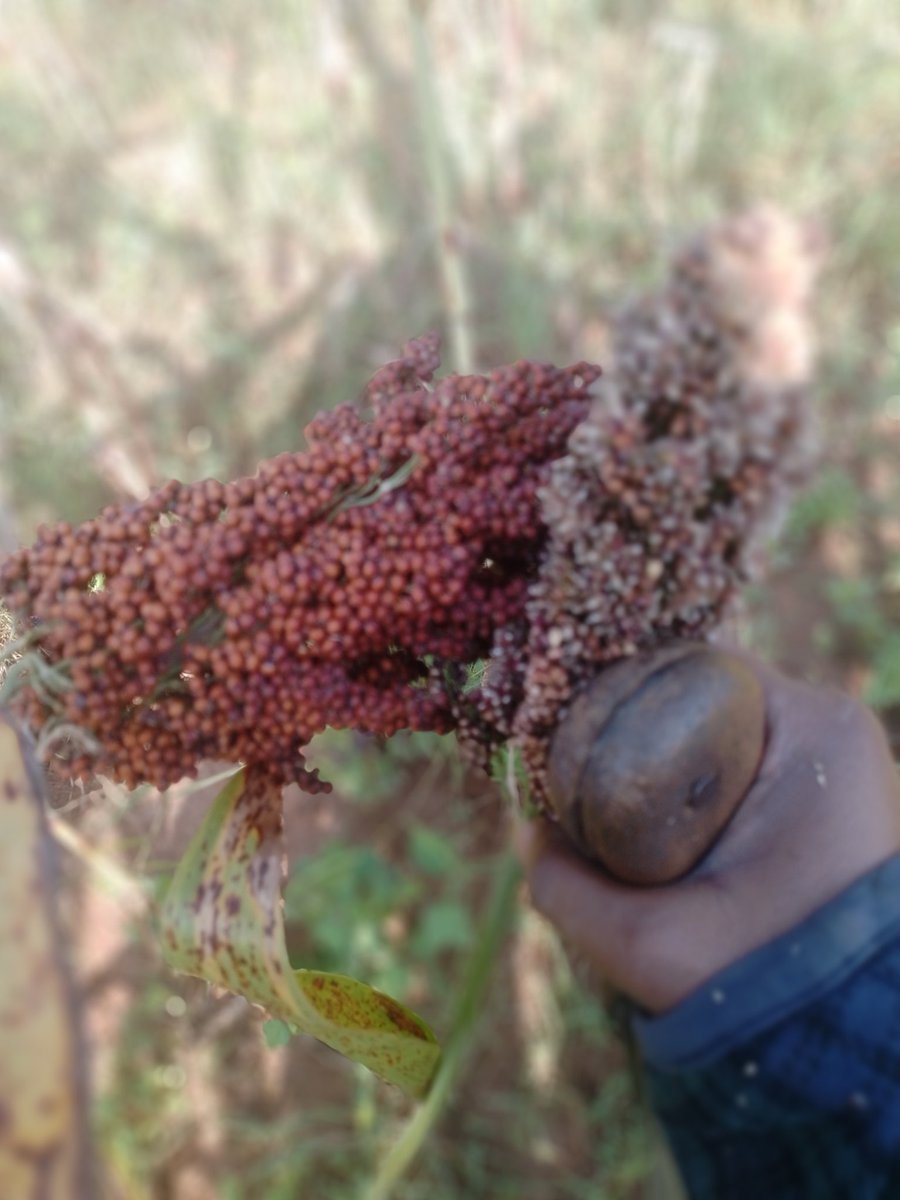 hakpaul1's tweet image. Iwacu ubu amasaka areze mwebwe iwanyu heze iki? 
#WeForChange 
#WeAreAgriPeak