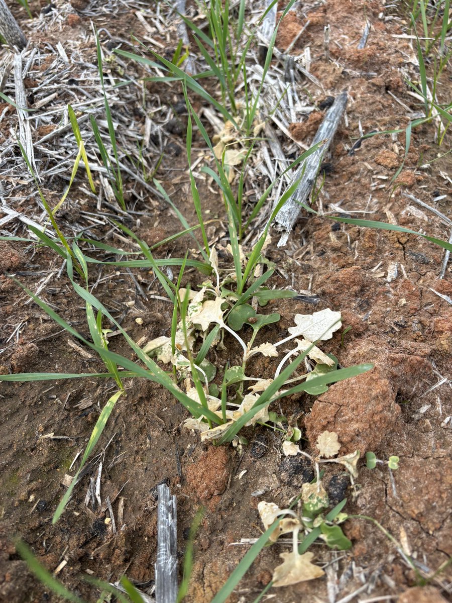 buckets4444's tweet photo. Lots of volunteer Canola pressure this year. Pulled out an old classic herbicide brew for great results. These are  5 days post spraying. 
Wasn’t happy the job Triathlon did 4 years ago so decided to change. Very happy with results. https://t.co/Lb0opsIJqZ