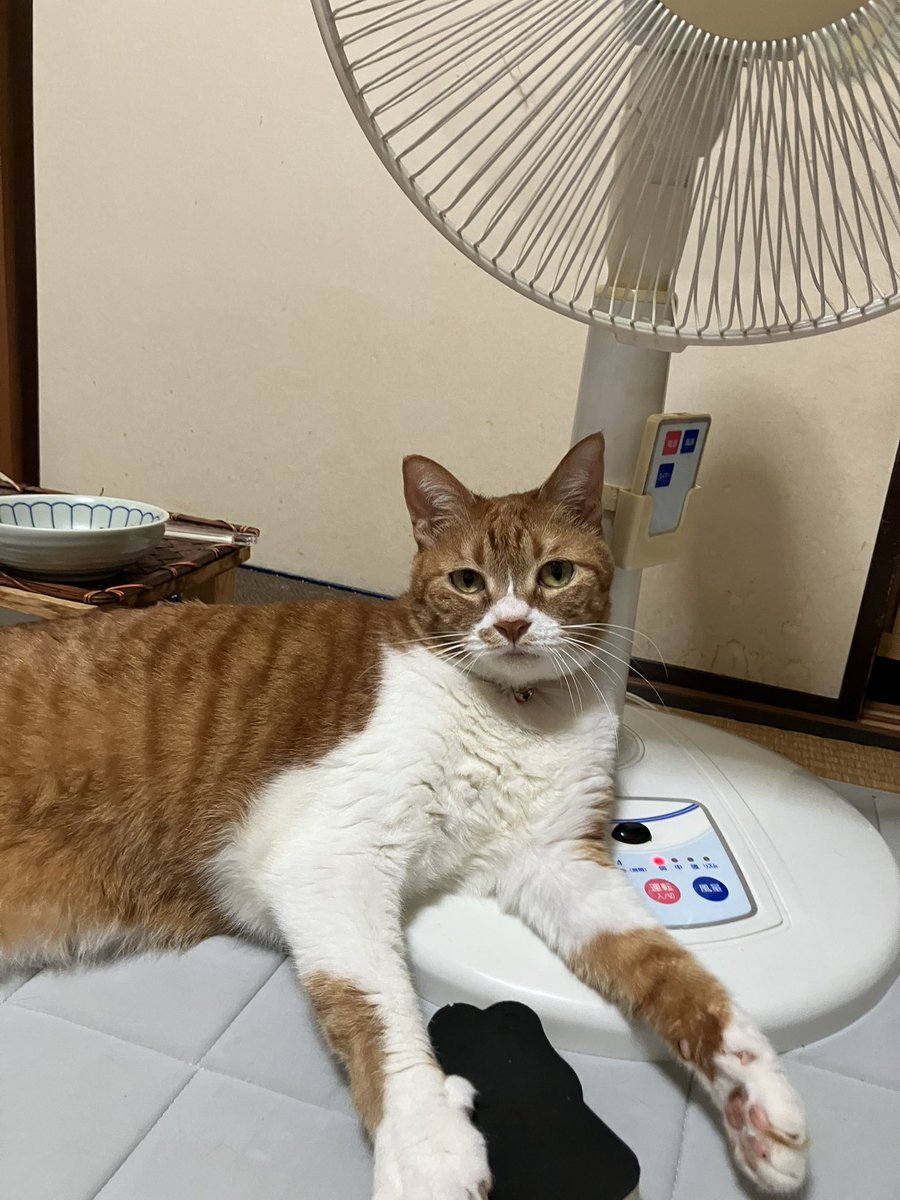 mayuoo's tweet photo. 夏になると、扇風機のここが定位置 https://t.co/HxytNjqdGL