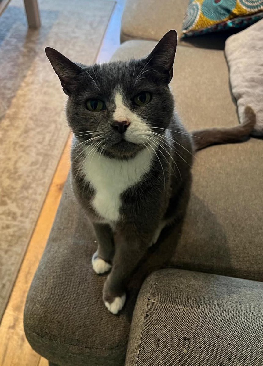 🐕#URGENT elderly #cat SAFFI, 18 years old, has been missing since Saturday 28 June 2025. Owners are worried the heat has been too much for him.
#Kelvinbrook West Molesey #Surrey
He is grey &amp; white &amp; has a very broken meow.

PLEASE CHECK LONG GRASS AREAS, GARDENS, SHEDS &amp; GARAGES