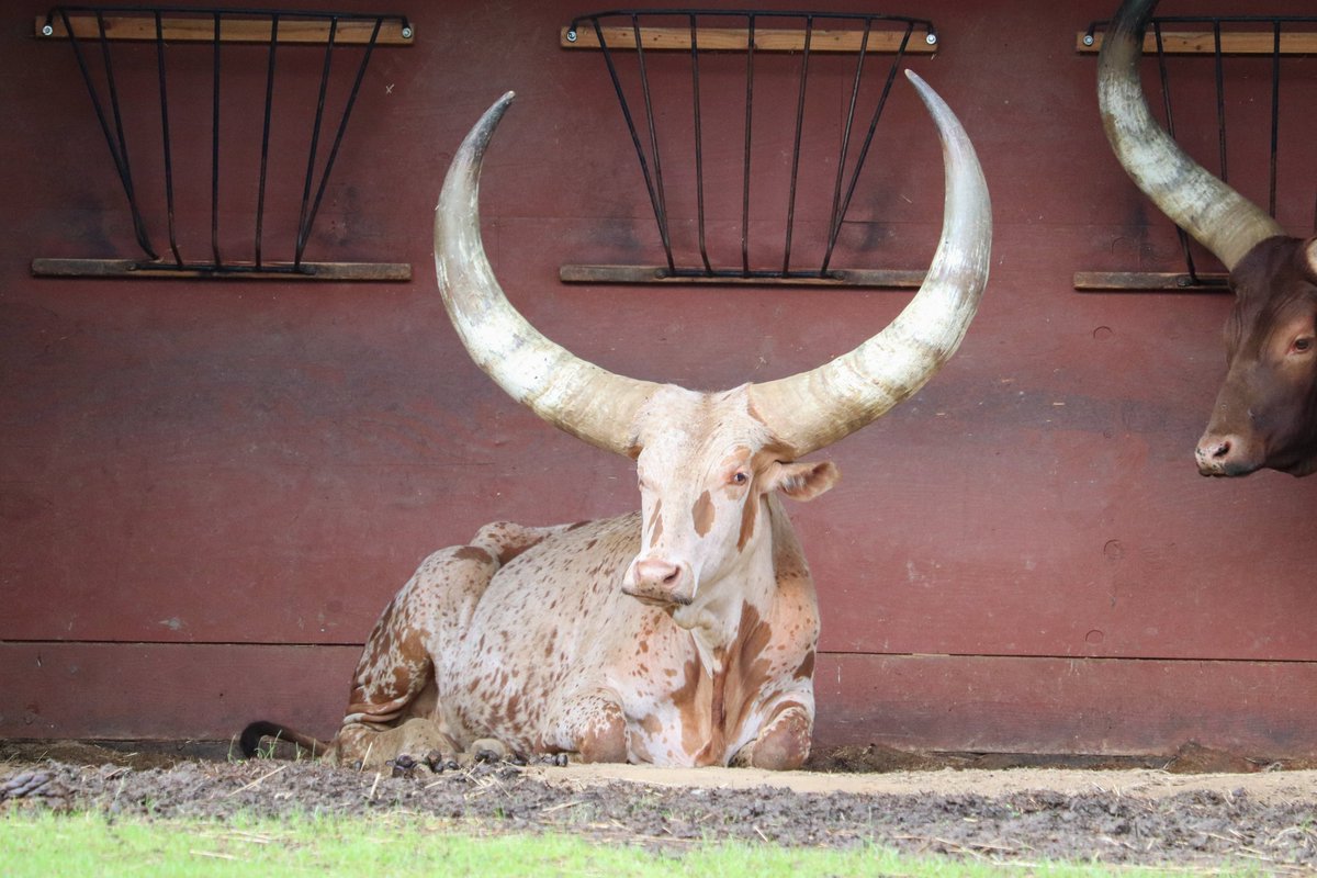 フィラデルフィア動物園にいる牛の角があまりにもデカすぎた