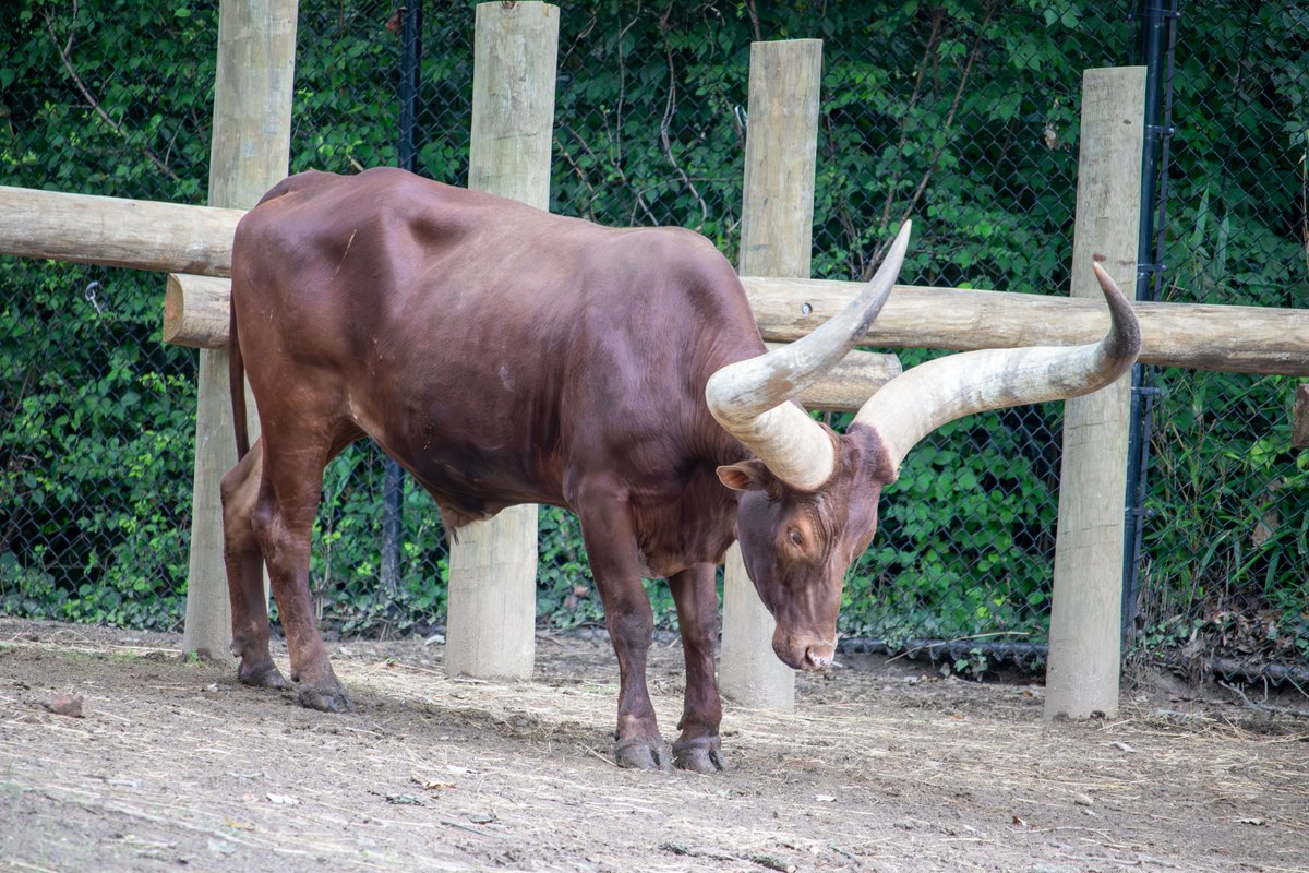 フィラデルフィア動物園にいる牛の角があまりにもデカすぎた