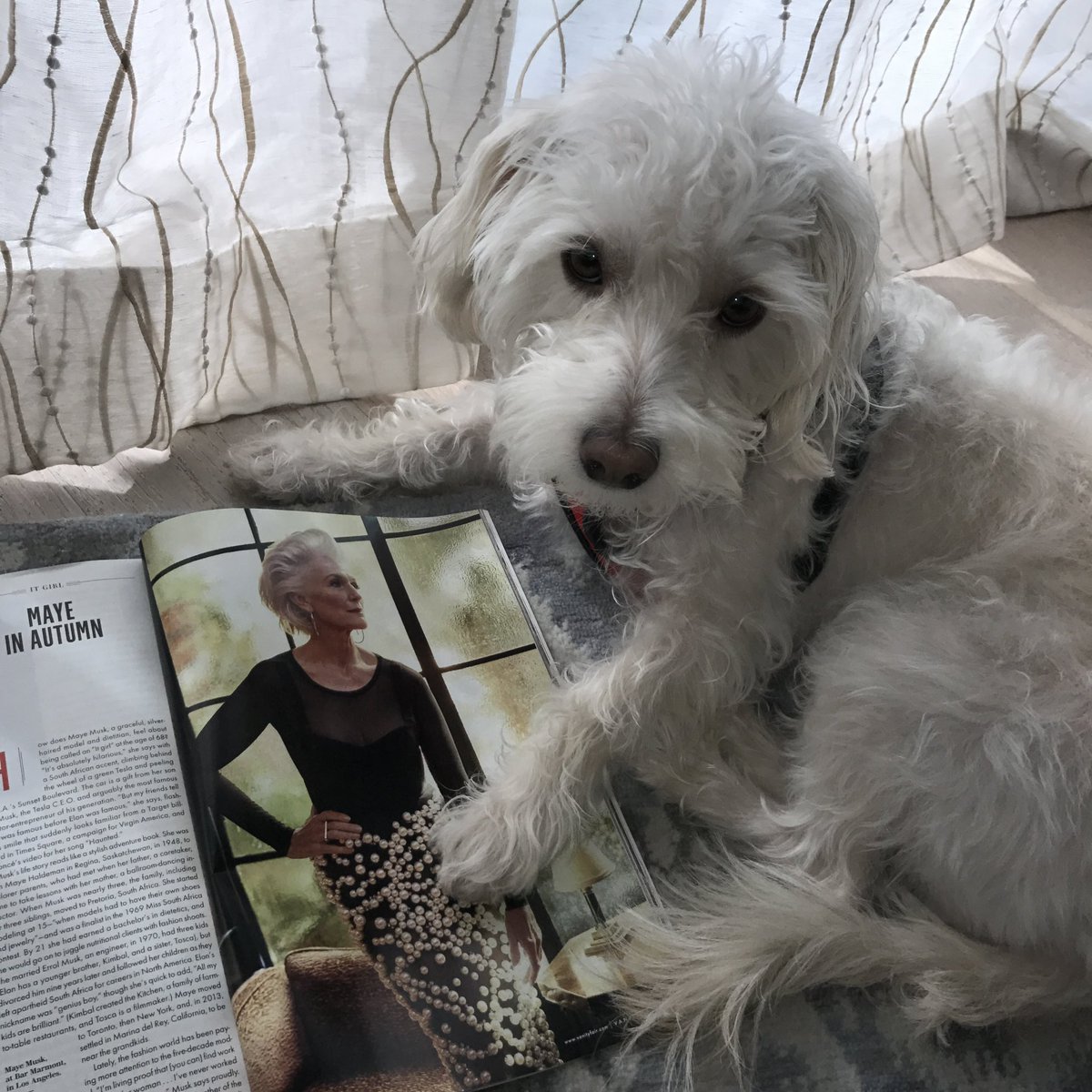 Share fashion stories on <a href="/XFashion/">Fashion</a> 💃🤩 
This is what was going on behind the scenes for this <a href="/VanityFair/">VANITY FAIR</a> photoshoot. Two men had to put this pearl skirt on me, as it was very heavy. I could barely move. Great result!
DelRey liked it too. He’s a rescue that I got 12 years ago