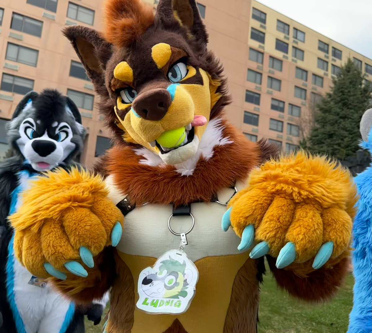 Ludwig Ceridwen 🔞 (@bigcat_energy) on Twitter photo Can we play fetch?? What if I told you it’s my birthday today? >:3 now you have to play! Can we play fetch?? What if I told you it’s my birthday today? >:3 now you have to play!