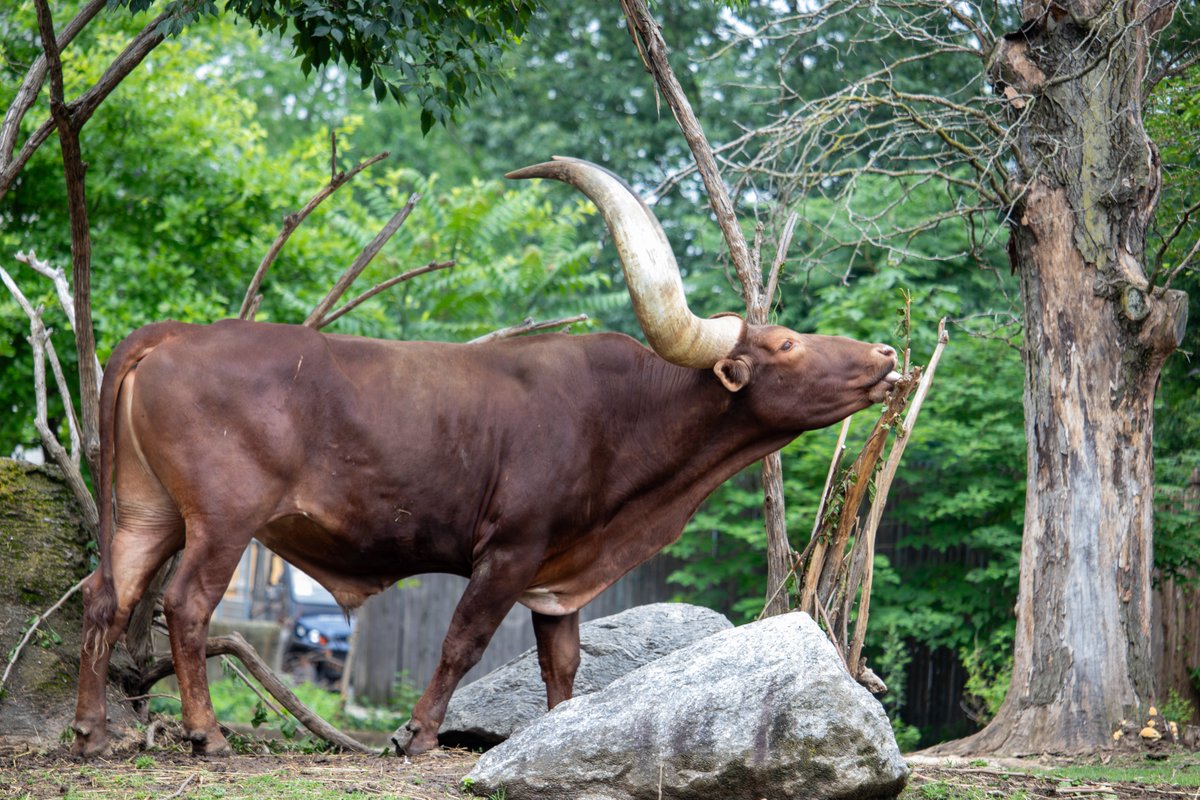 フィラデルフィア動物園にいる牛の角があまりにもデカすぎた