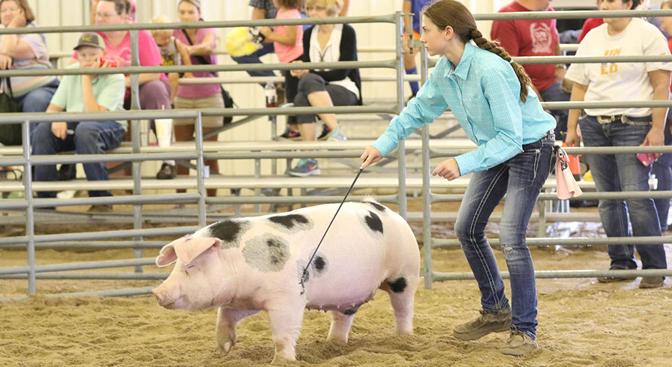 K-State livestock expert Joel DeRouchey says taking simple steps before and after the fair can help keep your animals healthy. ksre-learn.com/fair-biosecuri… #ksre #kansas4h
