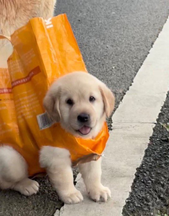 takemybear 🐶 tweet media