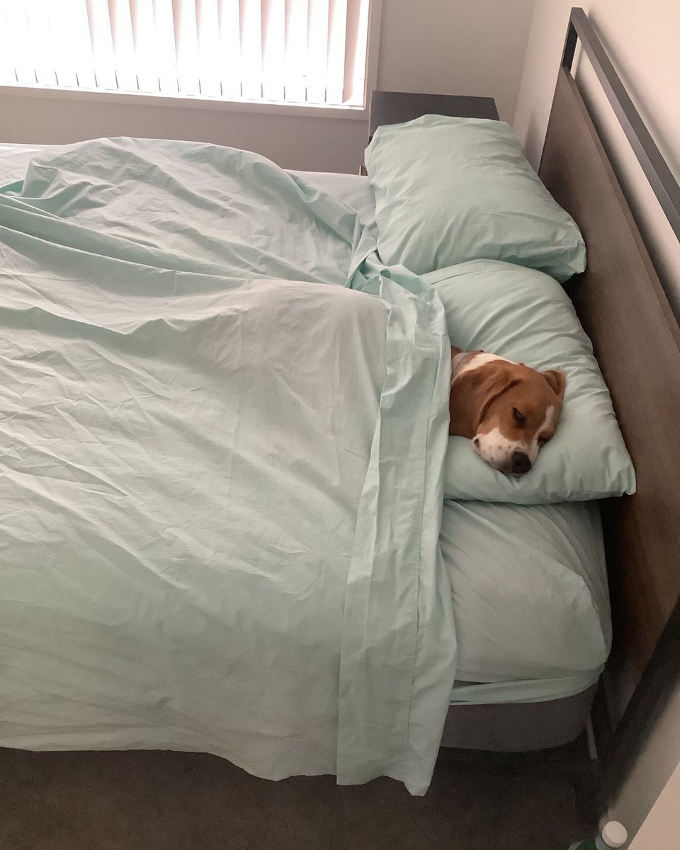 Beagle Facts tweet media