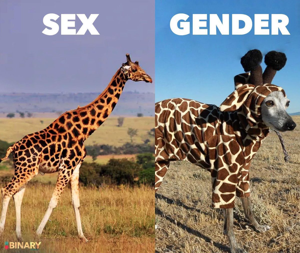 BenLuna4US's tweet image. Gender is actually from Latin.

But any good thing gets twisted by the woke left.

Now it’s pretending to be something your not 🤷🏻‍♂️