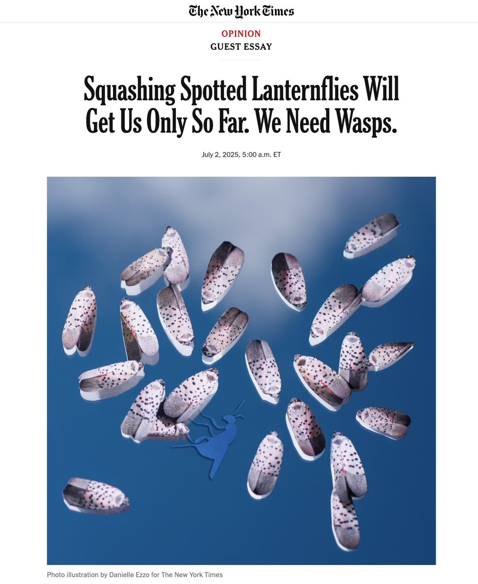 Danielle Ezzo (@danielleezzo) on Twitter photo I’m over the moon to share with you my first <a href="/nytopinion/">New York Times Opinion</a> assignment. “Squashing Spotted Lanternflies Will Get Us Only So Far. We Need Wasps.” by Andrew Zaleski, about managing invasive bug species using biocontrol. An enthusiastic thank you, @elanaschlenker🐞Link in bio. I’m over the moon to share with you my first <a href="/nytopinion/">New York Times Opinion</a> assignment. “Squashing Spotted Lanternflies Will Get Us Only So Far. We Need Wasps.” by Andrew Zaleski, about managing invasive bug species using biocontrol. An enthusiastic thank you, @elanaschlenker🐞Link in bio.