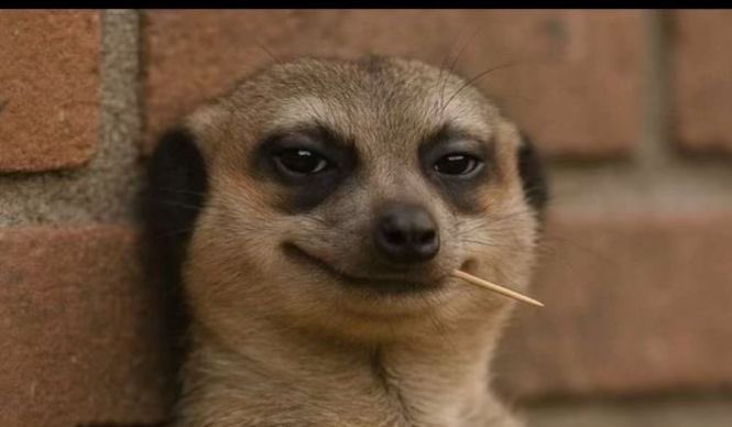 Cookout_ng's tweet photo. We lovee the viral Meerkat Memes🤣

A THREAD. 

“Next month, I will save, and spend wisely” 

Your cravings on salary week: https://t.co/gPK0zabKdR