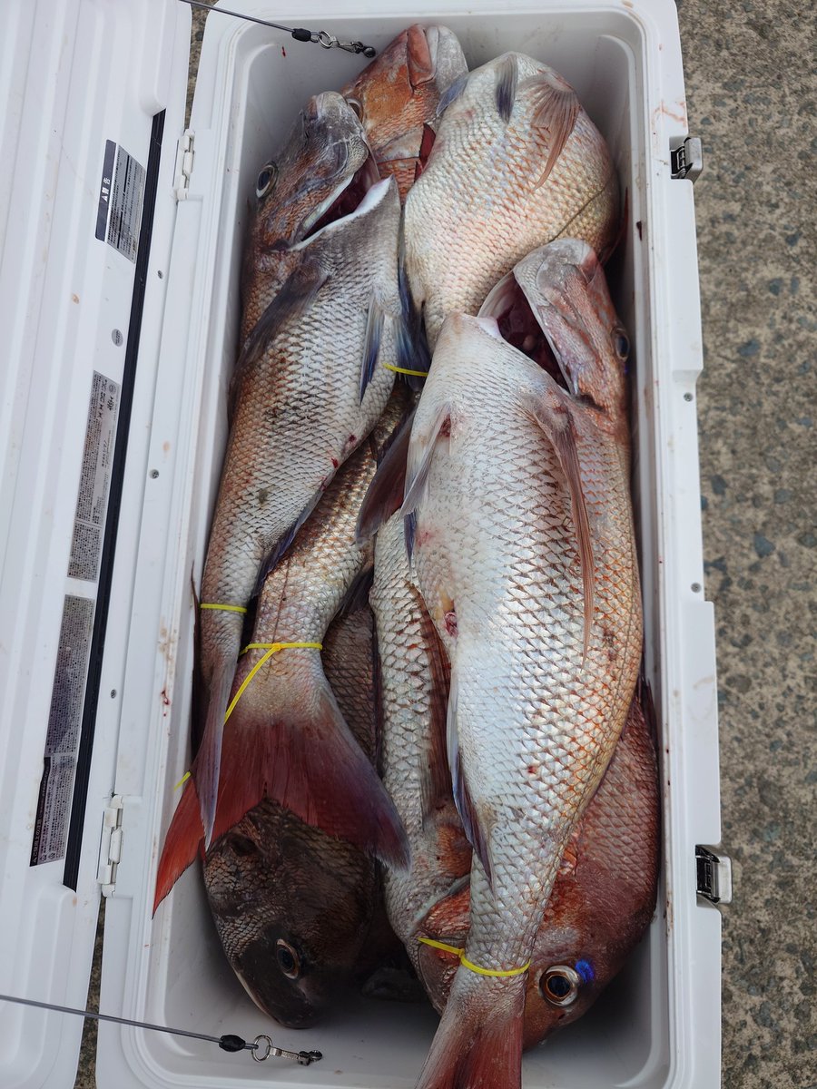 fishinger951203's tweet photo. 2025年6月27日(金)
釣り船オーツースナッパーズにて
マダイを狙いました！
朝から掛けてはバラシの連続で
ボウズ覚悟しました！
やっとの思いで1匹釣ってからは
テンヤで連発させてやりました！

#青森のシマノ大好きアングラー
#釣り船オーツースナッパーズ
#SHIMANO
#マダイジギング
#一つテンヤ https://t.co/1qTuOiPxm1