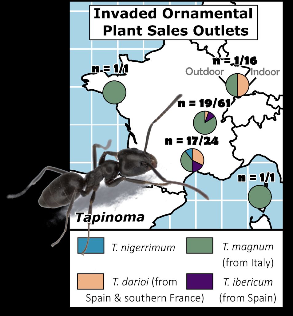 PeerComJournal's tweet image. Now published in Peer Community Journal, #ecology section: Genetic tracing reveals the role of ornamental plant trade in the simultaneous spread of three invasive ant species in Western Europe
peercommunityjournal.org/articles/10.24…