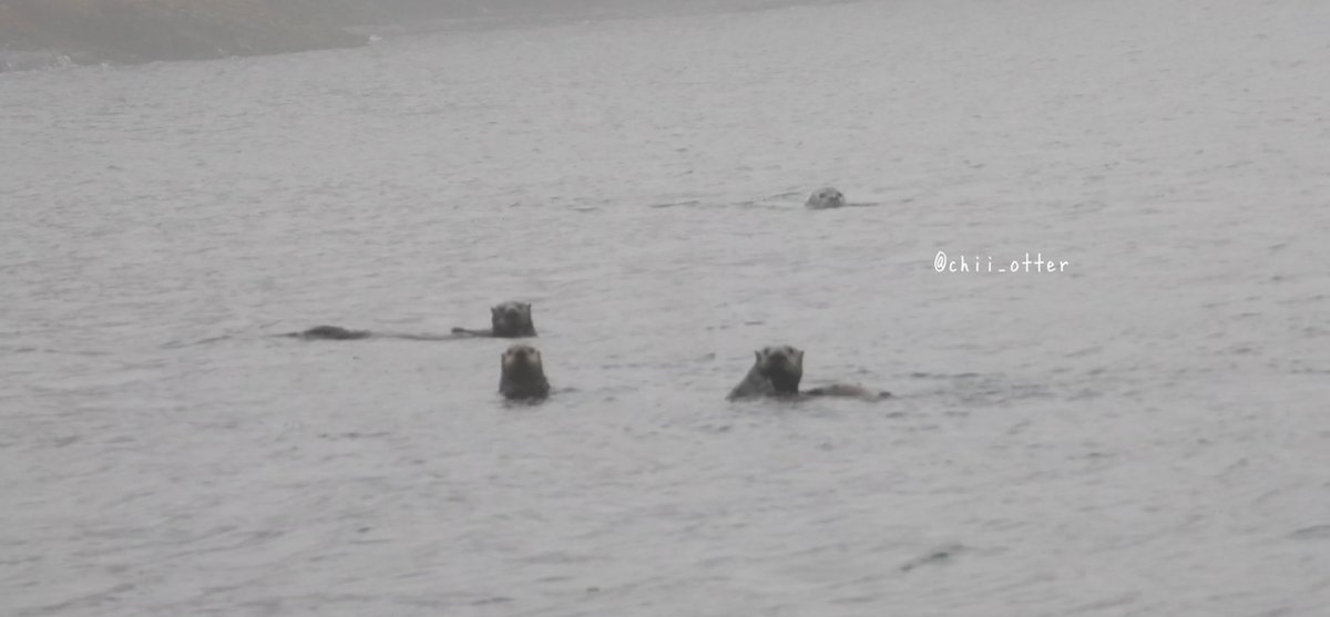 どさくさに紛れて🤣

　　　　　🦭

🦦
🦦　　🦦