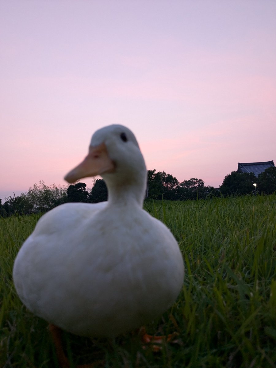 ramu_ruriha's tweet image. 夕焼けと自由なアヒル🐥
#コールダック