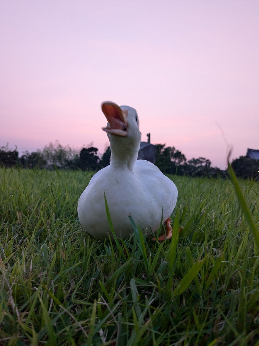 ramu_ruriha's tweet image. 夕焼けと自由なアヒル🐥
#コールダック