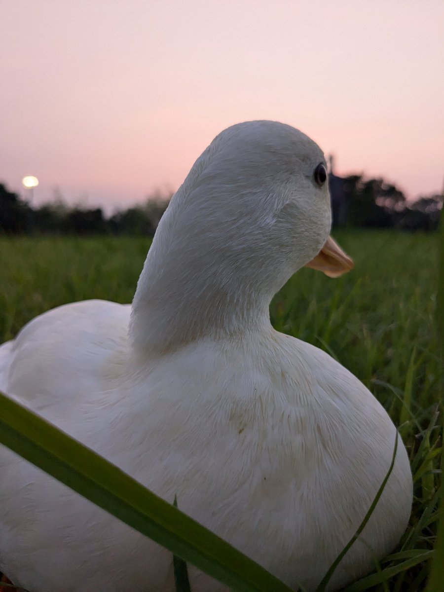 ramu_ruriha's tweet image. 夕焼けと自由なアヒル🐥
#コールダック