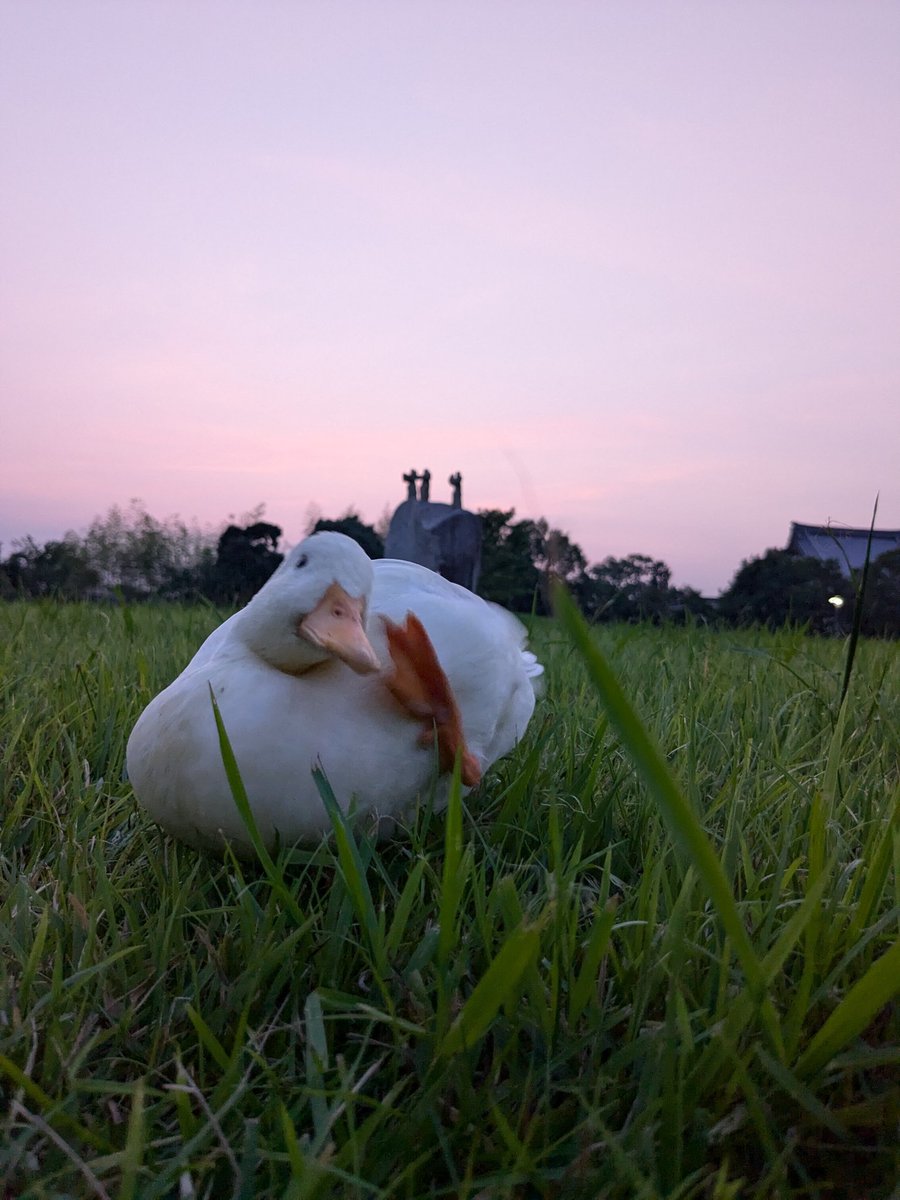 ramu_ruriha's tweet image. 夕焼けと自由なアヒル🐥
#コールダック