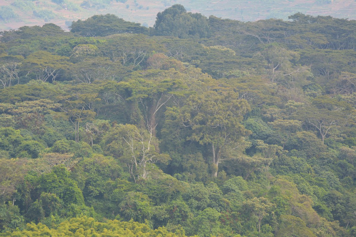 🌳🚨 Big win for biodiversity! Busaga Forest is now the first new  Important Bird &amp; Biodiversity Area in Rwanda since the original 7 were confirmed 24 years ago. Covering 158 ha, it hosts trigger species such as the CRE #HoodedVulture and several #AlbertineRift endemics.🐦🌿
