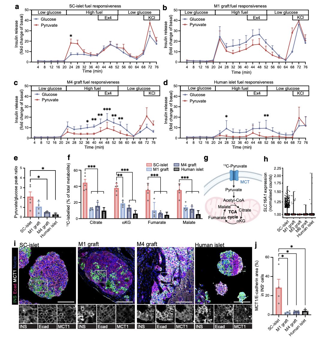 EliisaVhk's tweet photo. We have previously reported SC-islets to have aberrant reactivity to pyruvate in vitro, which we now show is resolved upon implantation. A promising result as the maintenance of pyruvate reactive insulin secretion could lead to exercise induced hypoglycaemia. 5/5 https://t.co/bWzCr4RvV0