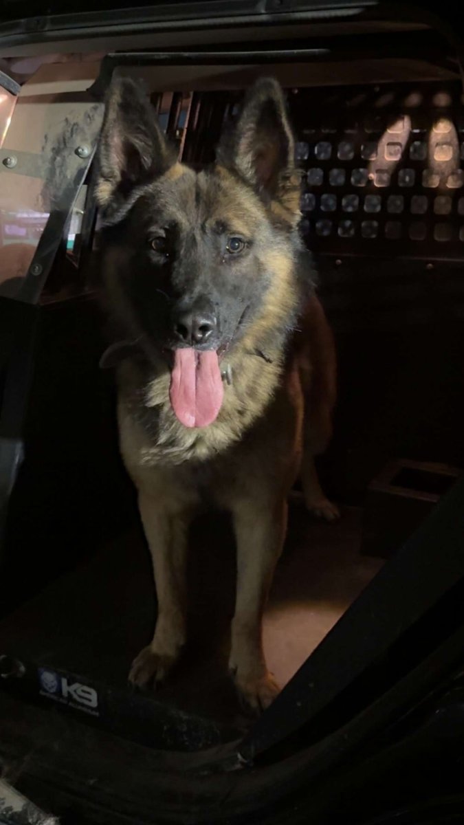 The Greensburg Police Dept is heartbroken to share that K9 Dino passed unexpectedly Monday from a medical emergency. Please keep his handler, Officer Amis, and family in your thoughts. 

Full statement on Dino’s passing at: bit.ly/4kp06NY