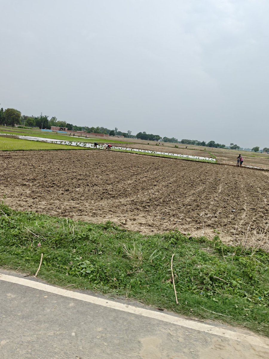SUDHIRNISHAD's tweet image. गांव में रोपाई शुरू हो गई है। 
#INDvsEND 
#indvseng2ndtest